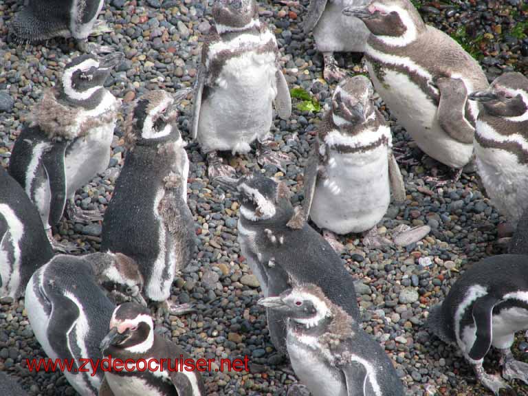 148: Carnival Splendor, Puerto Madryn, Penguins Paradise, Punta Tombo Tour - Magellanic penguins
