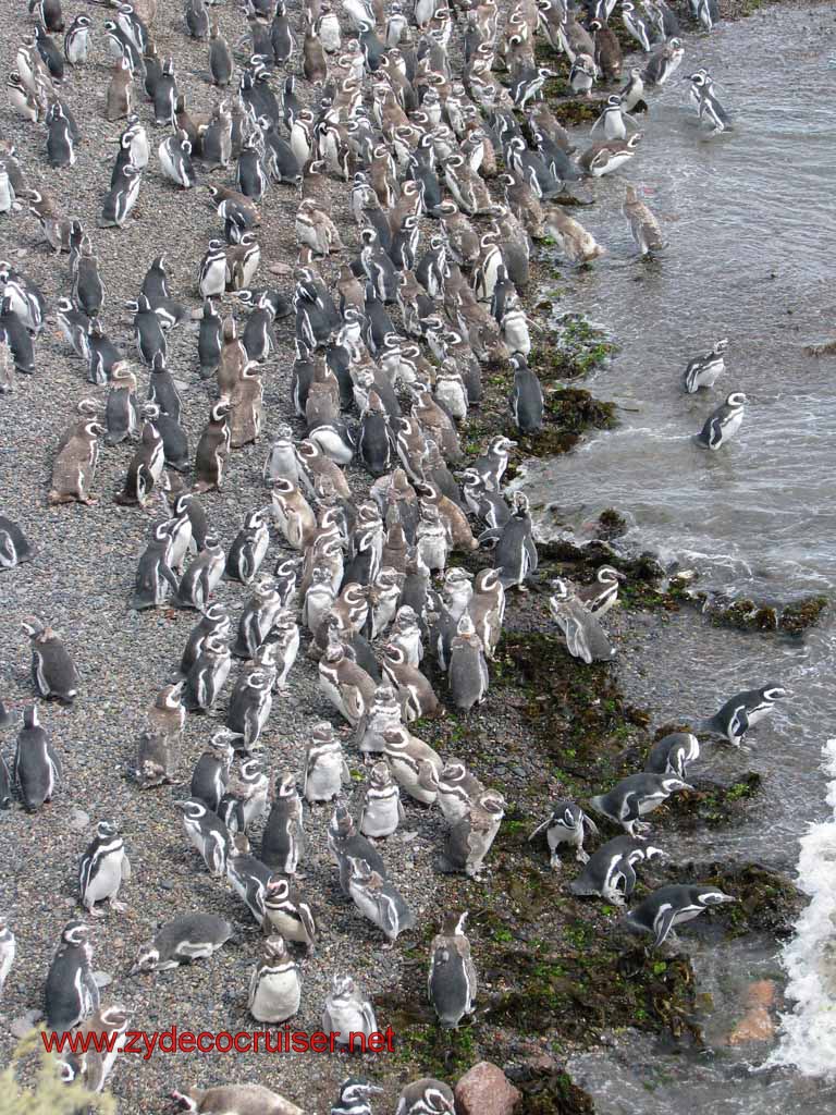 149: Carnival Splendor, Puerto Madryn, Penguins Paradise, Punta Tombo Tour - Magellanic penguins