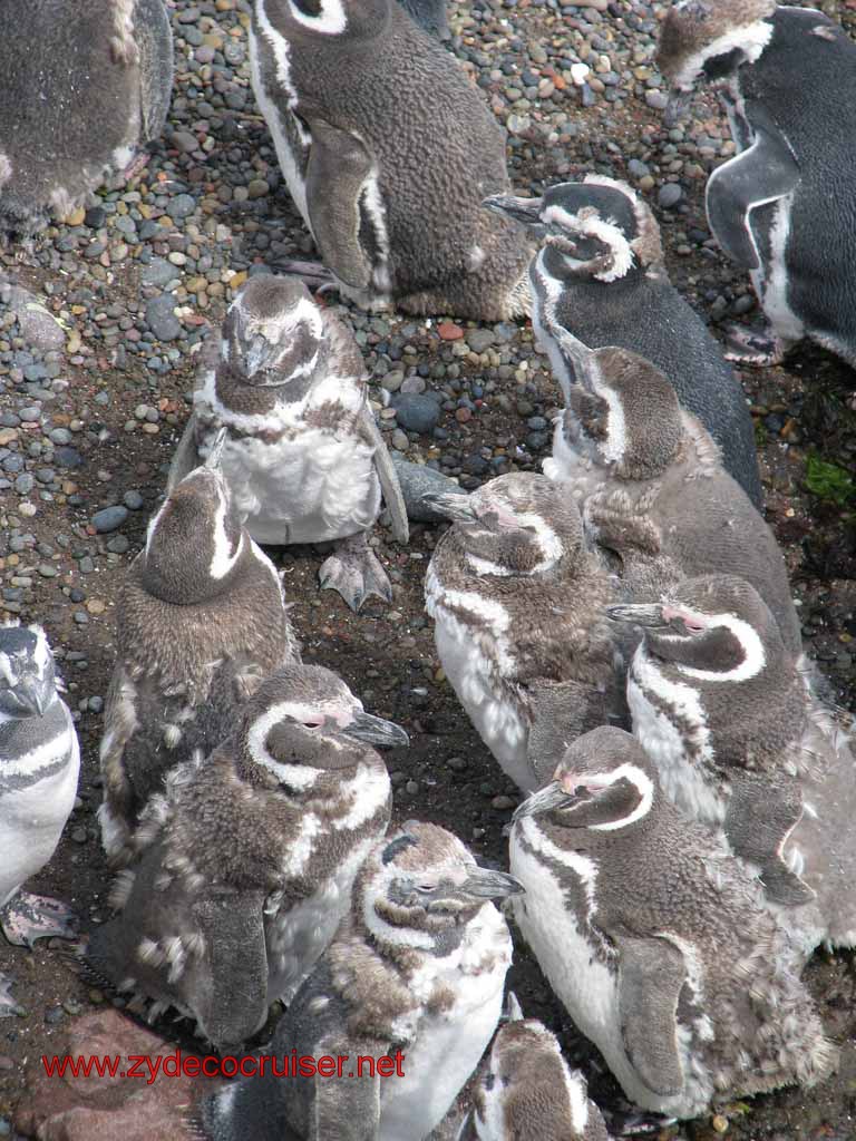 150: Carnival Splendor, Puerto Madryn, Penguins Paradise, Punta Tombo Tour - Magellanic penguins