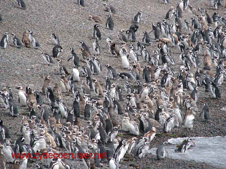 152: Carnival Splendor, Puerto Madryn, Penguins Paradise, Punta Tombo Tour - Magellanic penguins