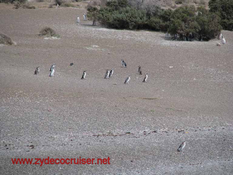 163: Carnival Splendor, Puerto Madryn, Penguins Paradise, Punta Tombo Tour - Magellanic penguins