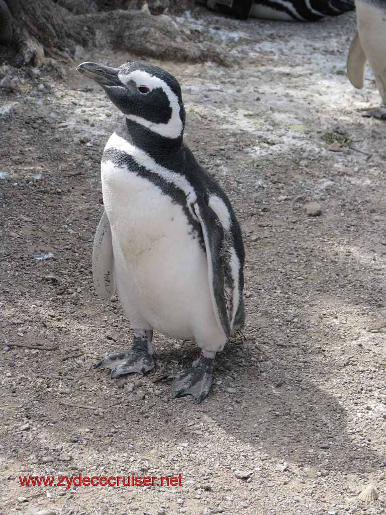167: Carnival Splendor, Puerto Madryn, Penguins Paradise, Punta Tombo Tour - Magellanic penguin