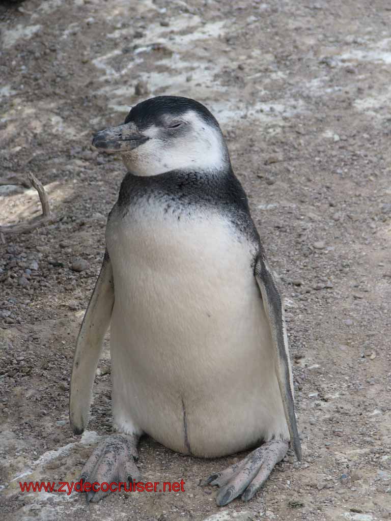168: Carnival Splendor, Puerto Madryn, Penguins Paradise, Punta Tombo Tour - Magellanic penguin