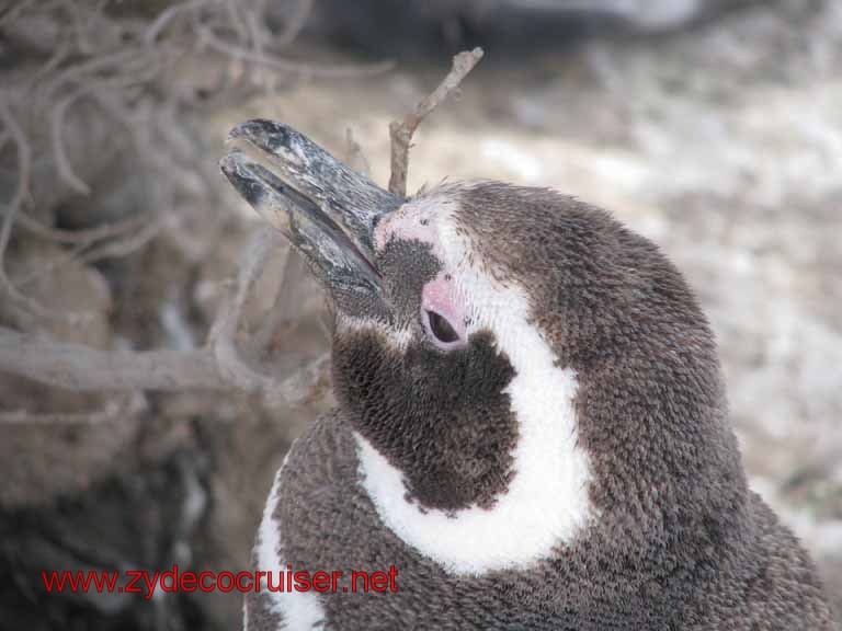 169: Carnival Splendor, Puerto Madryn, Penguins Paradise, Punta Tombo Tour - Magellanic penguin