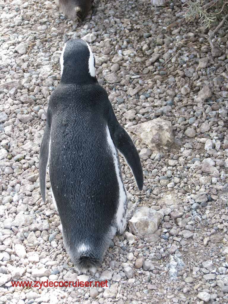 170: Carnival Splendor, Puerto Madryn, Penguins Paradise, Punta Tombo Tour - Magellanic penguin