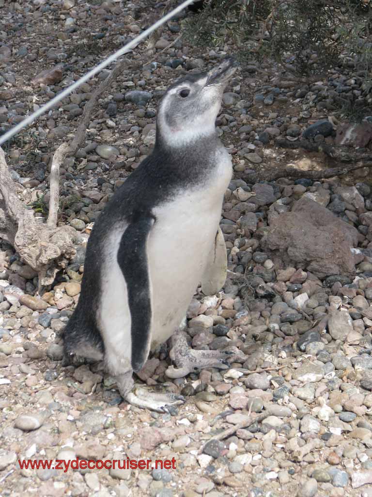 171: Carnival Splendor, Puerto Madryn, Penguins Paradise, Punta Tombo Tour - Magellanic penguin
