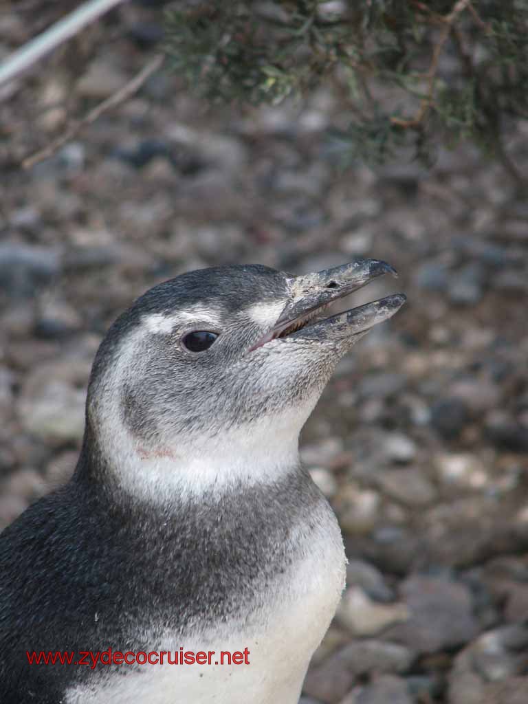 172: Carnival Splendor, Puerto Madryn, Penguins Paradise, Punta Tombo Tour - Magellanic penguin