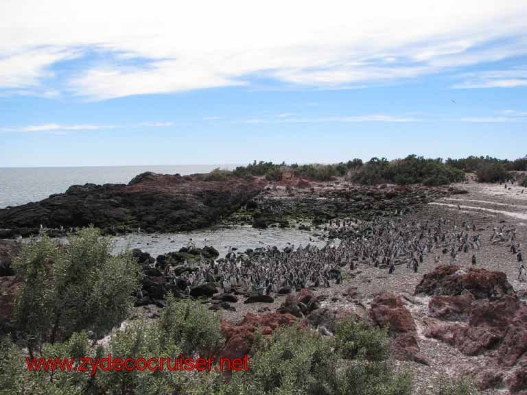 173: Carnival Splendor, Puerto Madryn, Penguins Paradise, Punta Tombo Tour - Magellanic penguins