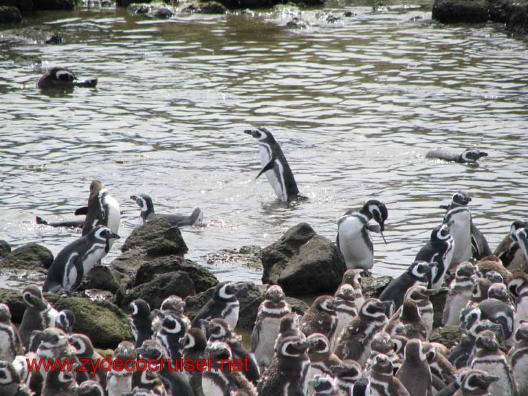 174: Carnival Splendor, Puerto Madryn, Penguins Paradise, Punta Tombo Tour - Magellanic penguins