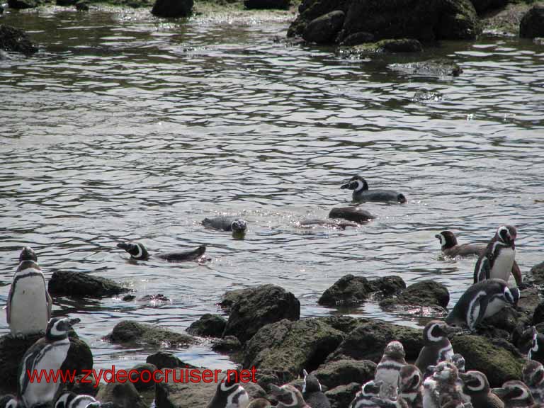 175: Carnival Splendor, Puerto Madryn, Penguins Paradise, Punta Tombo Tour - Magellanic penguins
