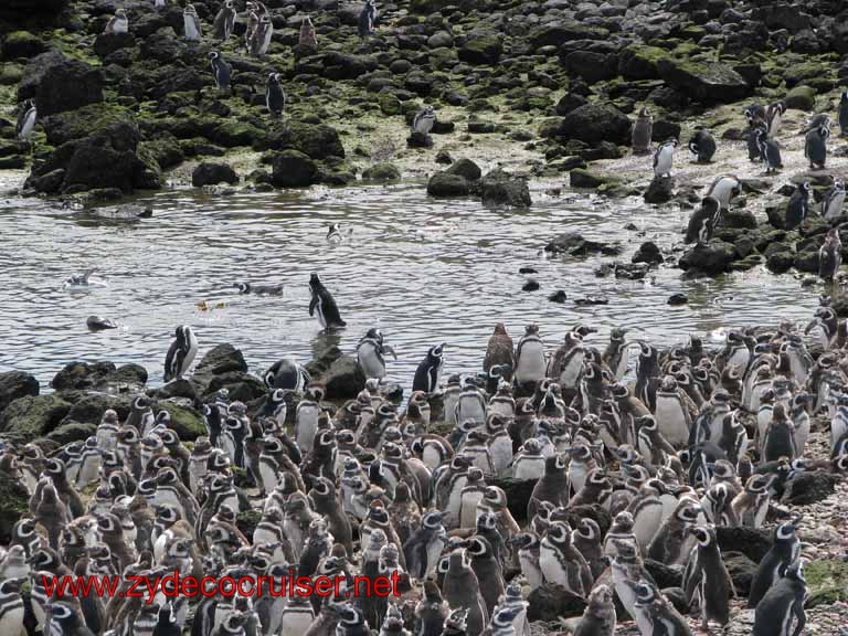 176: Carnival Splendor, Puerto Madryn, Penguins Paradise, Punta Tombo Tour - Magellanic penguins