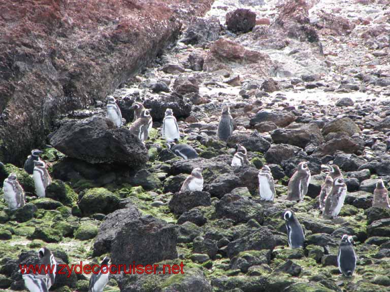 177: Carnival Splendor, Puerto Madryn, Penguins Paradise, Punta Tombo Tour - Magellanic penguins