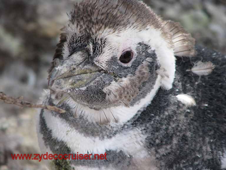 178: Carnival Splendor, Puerto Madryn, Penguins Paradise, Punta Tombo Tour - Magellanic penguin