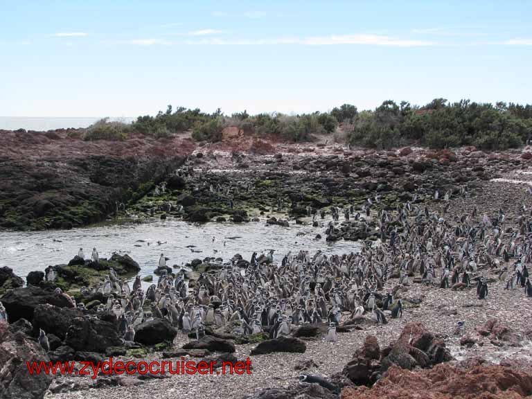 179: Carnival Splendor, Puerto Madryn, Penguins Paradise, Punta Tombo Tour - Magellanic penguins