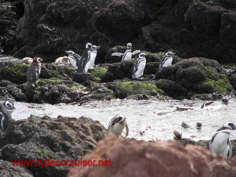 180: Carnival Splendor, Puerto Madryn, Penguins Paradise, Punta Tombo Tour - Magellanic penguins