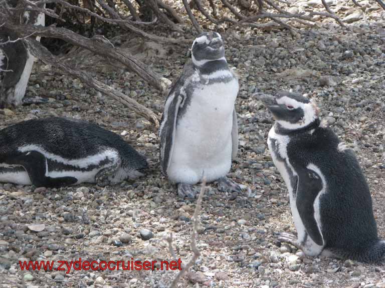 182: Carnival Splendor, Puerto Madryn, Penguins Paradise, Punta Tombo Tour - Magellanic penguins
