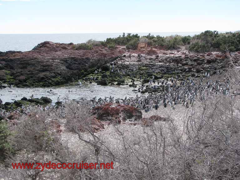 183: Carnival Splendor, Puerto Madryn, Penguins Paradise, Punta Tombo Tour - Magellanic penguins