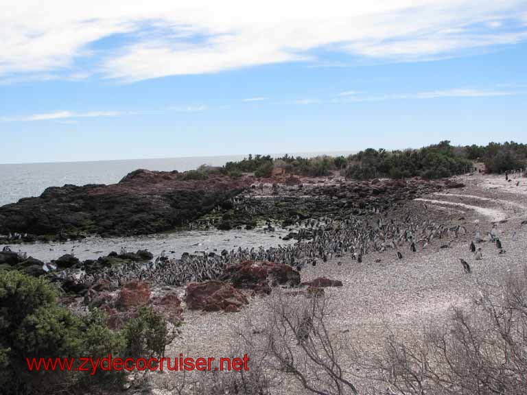 185: Carnival Splendor, Puerto Madryn, Penguins Paradise, Punta Tombo Tour - Magellanic penguins