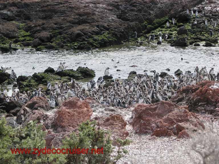186: Carnival Splendor, Puerto Madryn, Penguins Paradise, Punta Tombo Tour - Magellanic penguins
