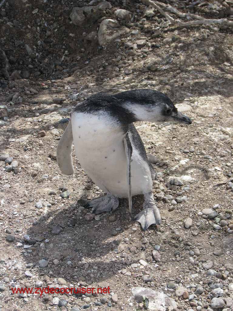 187: Carnival Splendor, Puerto Madryn, Penguins Paradise, Punta Tombo Tour - Magellanic penguin