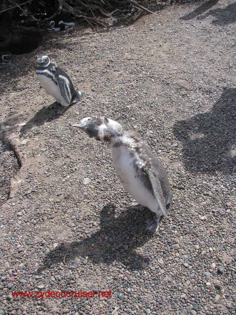 196: Carnival Splendor, Puerto Madryn, Penguins Paradise, Punta Tombo Tour - Magellanic penguins