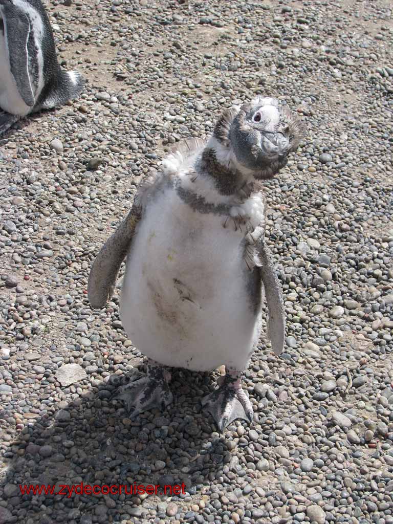 197: Carnival Splendor, Puerto Madryn, Penguins Paradise, Punta Tombo Tour - Magellanic penguin