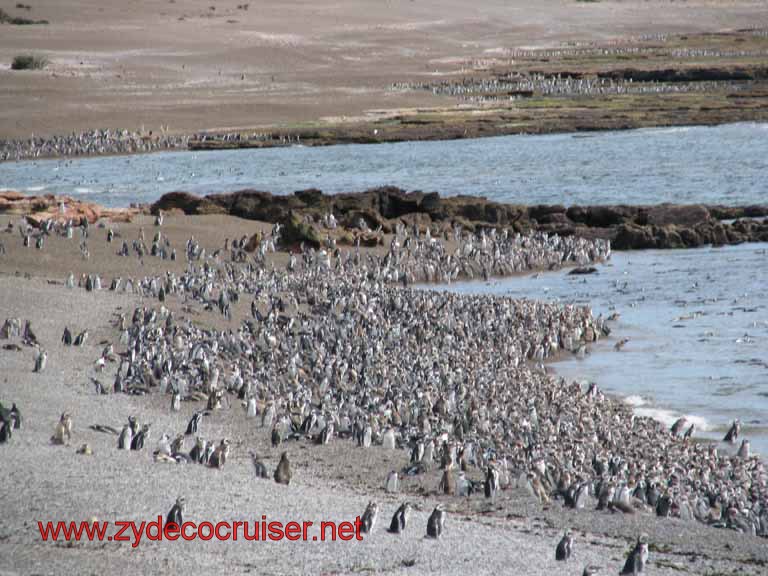 198: Carnival Splendor, Puerto Madryn, Penguins Paradise, Punta Tombo Tour - Magellanic penguins