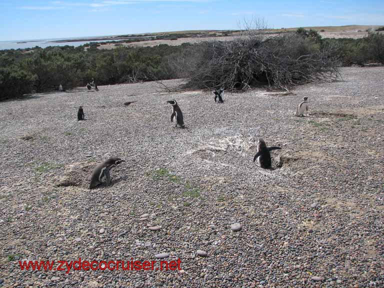 200: Carnival Splendor, Puerto Madryn, Penguins Paradise, Punta Tombo Tour - Magellanic penguins