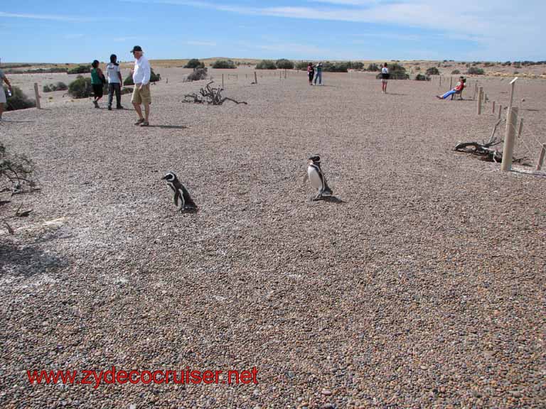 210: Carnival Splendor, Puerto Madryn, Penguins Paradise, Punta Tombo Tour - Magellanic penguins