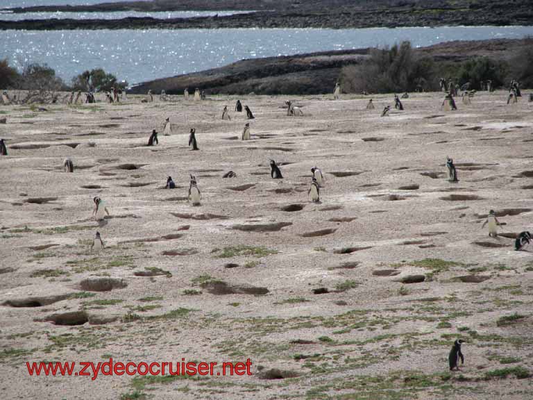 213: Carnival Splendor, Puerto Madryn, Penguins Paradise, Punta Tombo Tour - Magellanic penguins