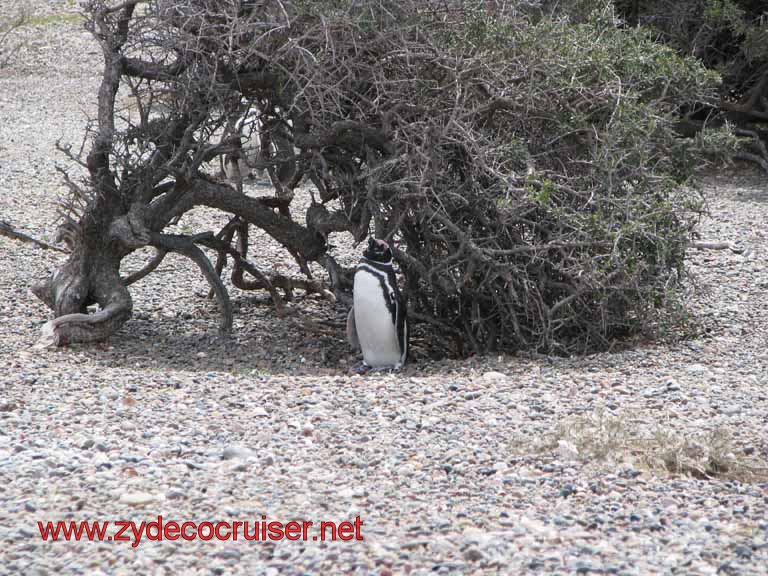 218: Carnival Splendor, Puerto Madryn, Penguins Paradise, Punta Tombo Tour - Magellanic penguin
