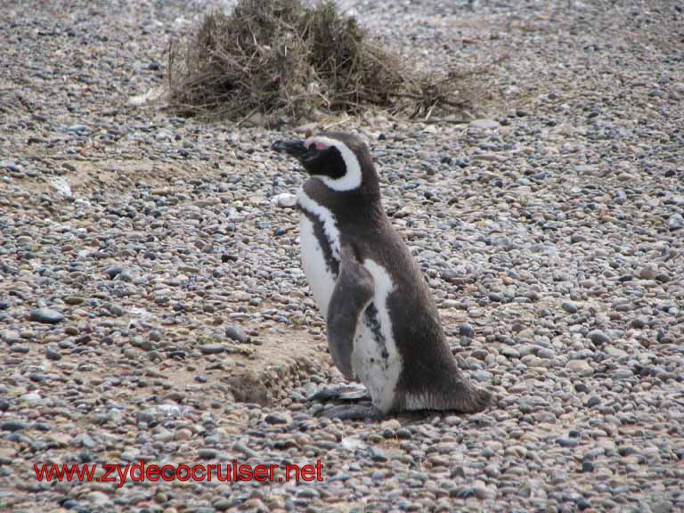 219: Carnival Splendor, Puerto Madryn, Penguins Paradise, Punta Tombo Tour - Magellanic penguin
