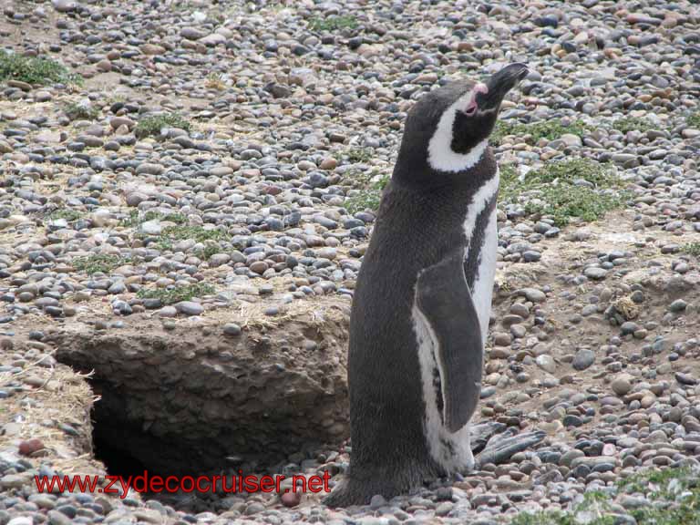 221: Carnival Splendor, Puerto Madryn, Penguins Paradise, Punta Tombo Tour - Magellanic penguin