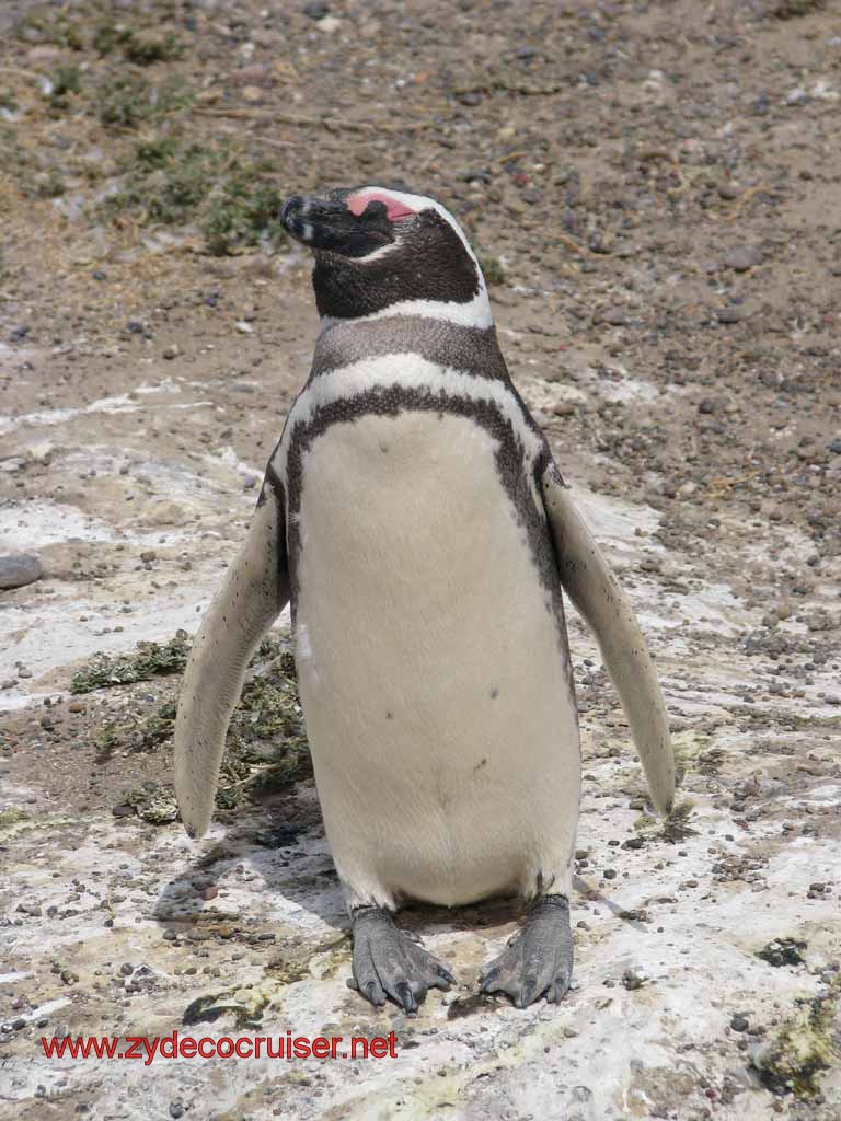 224: Carnival Splendor, Puerto Madryn, Penguins Paradise, Punta Tombo Tour - Magellanic penguin
