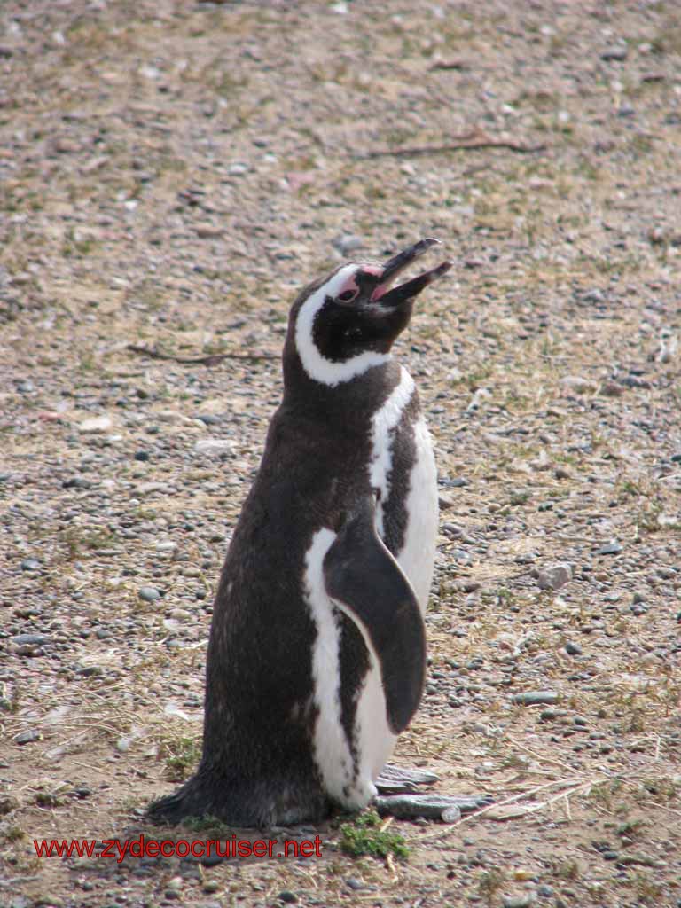 225: Carnival Splendor, Puerto Madryn, Penguins Paradise, Punta Tombo Tour - Magellanic penguin