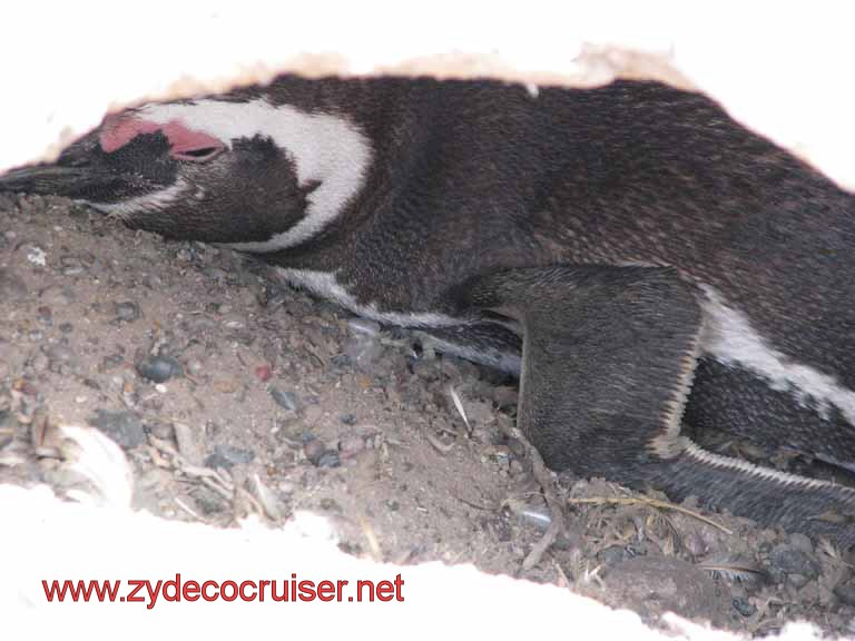 227: Carnival Splendor, Puerto Madryn, Penguins Paradise, Punta Tombo Tour - Magellanic penguin