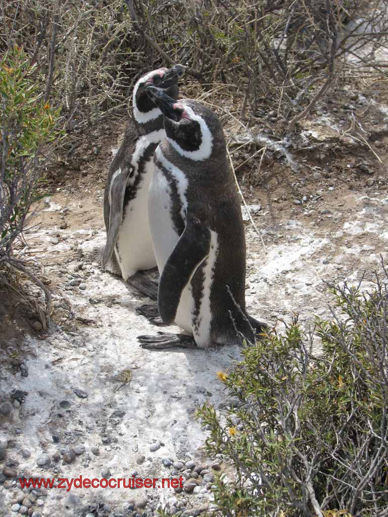 242: Carnival Splendor, Puerto Madryn, Penguins Paradise, Punta Tombo Tour - Magellanic penguins