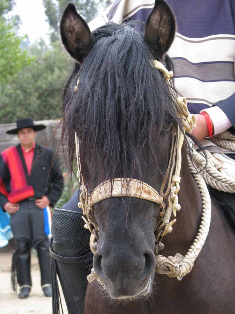 150: Carnival Splendor, 2009, Valparaiso-Santiago transfer, Wine, Horses, and Santiago tour, 
