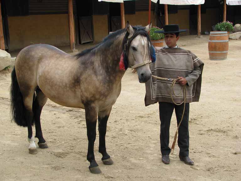 180: Carnival Splendor, 2009, Valparaiso-Santiago transfer, Wine, Horses, and Santiago tour, 