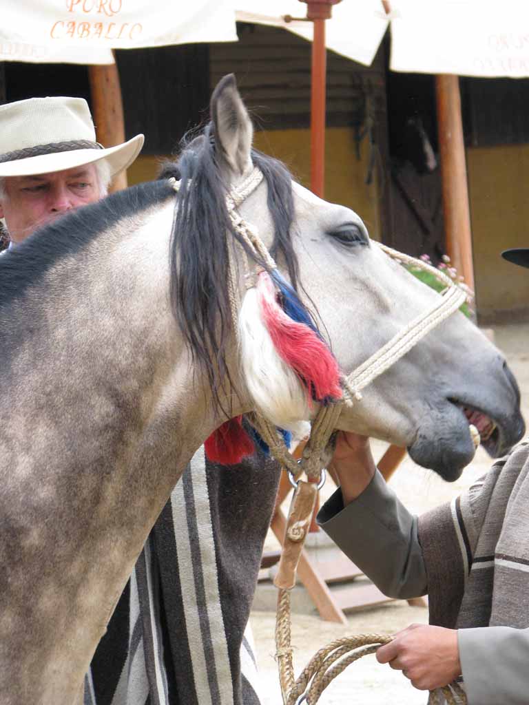 182: Carnival Splendor, 2009, Valparaiso-Santiago transfer, Wine, Horses, and Santiago tour, 