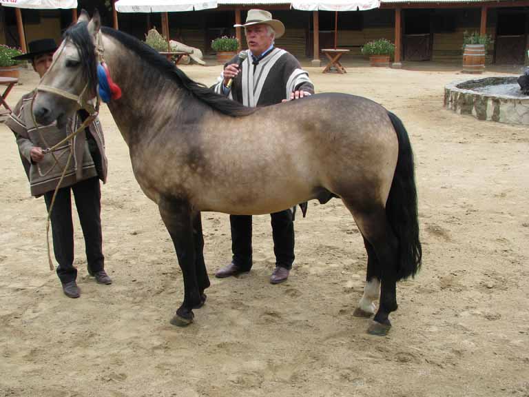 188: Carnival Splendor, 2009, Valparaiso-Santiago transfer, Wine, Horses, and Santiago tour, 