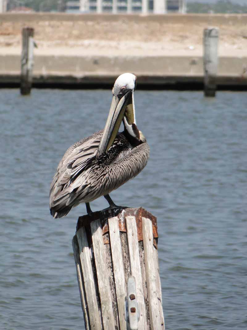 042: Mother's Day, 2009, Pictures, Pelican, 