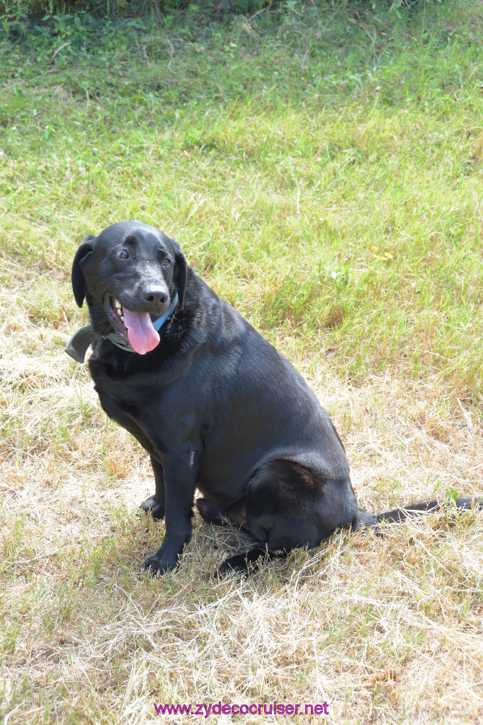 004: Maddux, Black Lab, aka Moose