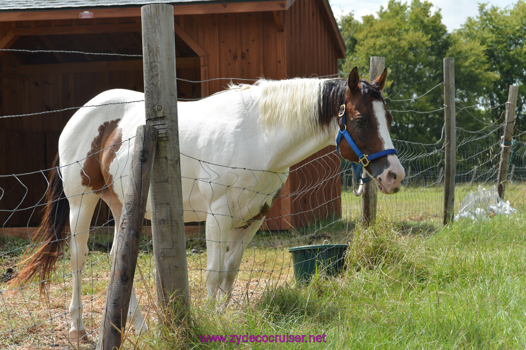 014: Shy says, "The Grass is always greener on the other side."